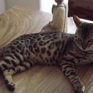 Meet your Posher, Claude